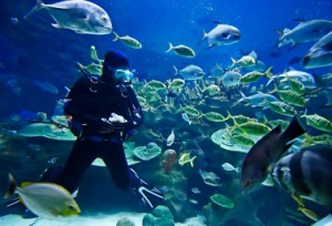Scuba Diving Belize