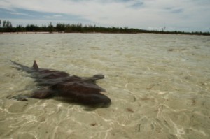 ambergris caye getaway