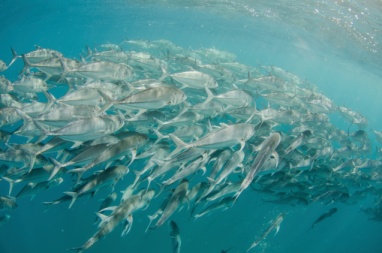 Fishing While in Belize