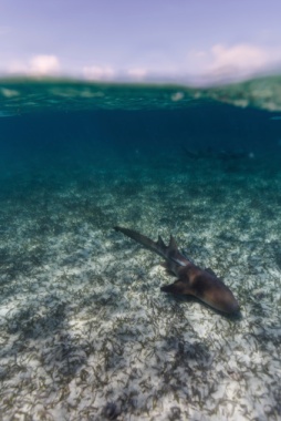 nurse shark in shark ray alley