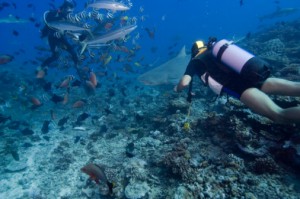 Ambergris Caye Barrier Reef
