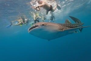 Snorkeling Shark Ray Valley