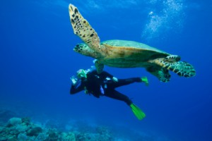 Scuba Diving on Ambergris Caye