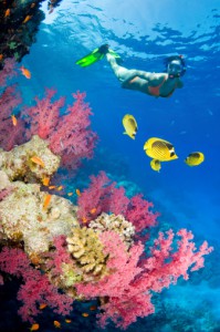 Snorkeling on Ambergris Caye